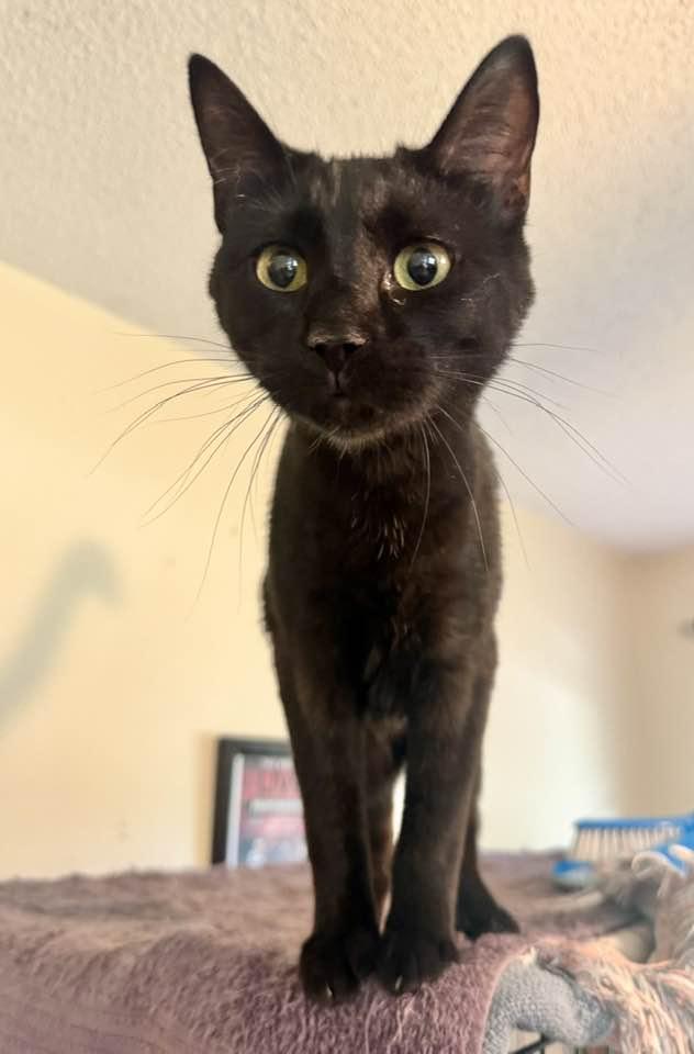 Enlarge Brandy, a Adoptable mixed breed in Columbia, SC image 2/5