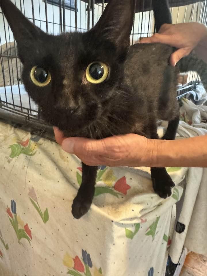 Enlarge Brandy, a Adoptable mixed breed in Columbia, SC image 3/5