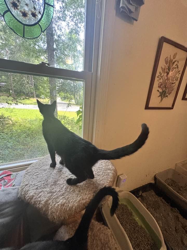 Enlarge Brandy, a Adoptable mixed breed in Columbia, SC image 5/5