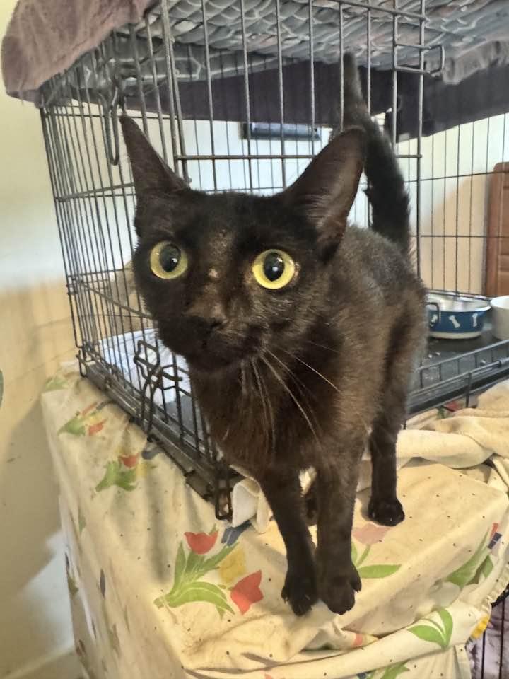 Enlarge Brandy, a Adoptable mixed breed in Columbia, SC image 1/5