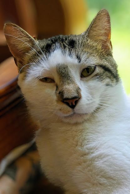 Enlarge ALEX, a Adoptable Domestic Short Hair in Owatonna, MN image 1/10