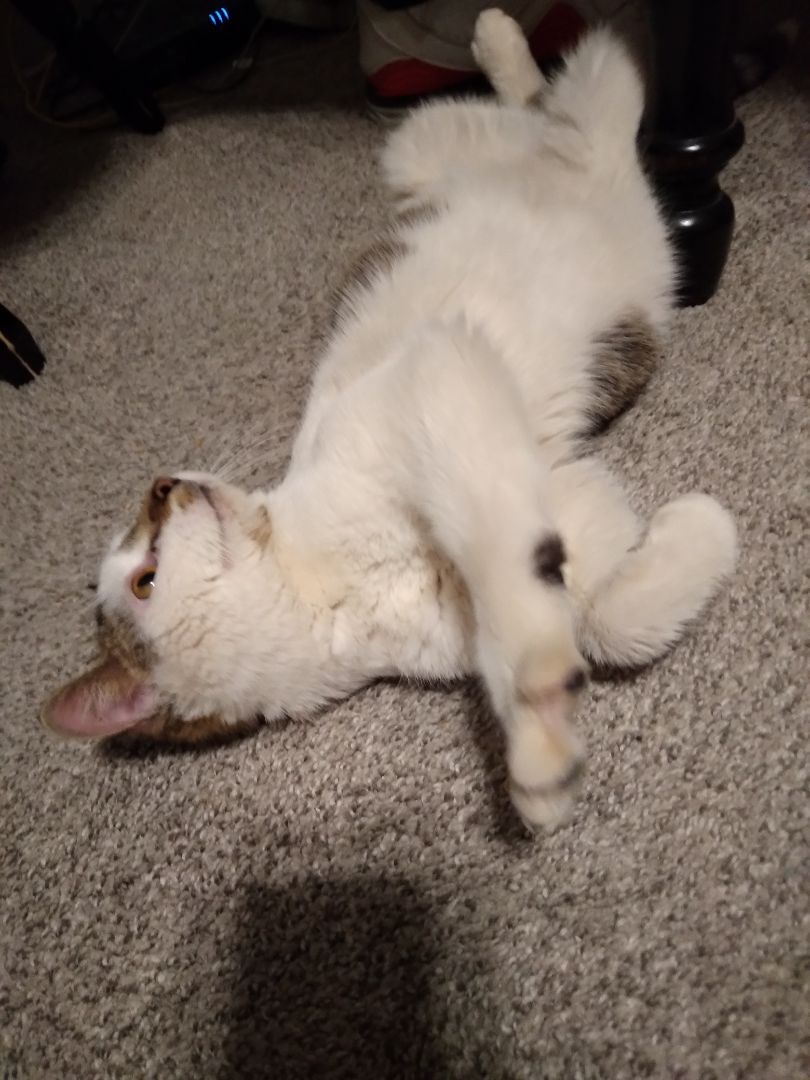 Enlarge ALEX, a Adoptable Domestic Short Hair in Owatonna, MN image 2/10