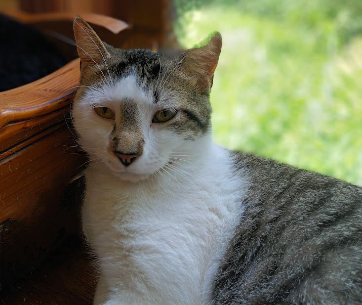 Enlarge ALEX, a Adoptable Domestic Short Hair in Owatonna, MN image 4/10