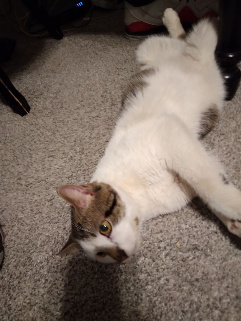 Enlarge ALEX, a Adoptable Domestic Short Hair in Owatonna, MN image 5/10