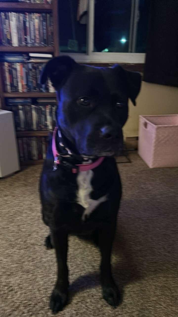 Sasha Maye - COURTESY POST, a ADOPTABLE mixed breed in Sparta, WI image 5/5