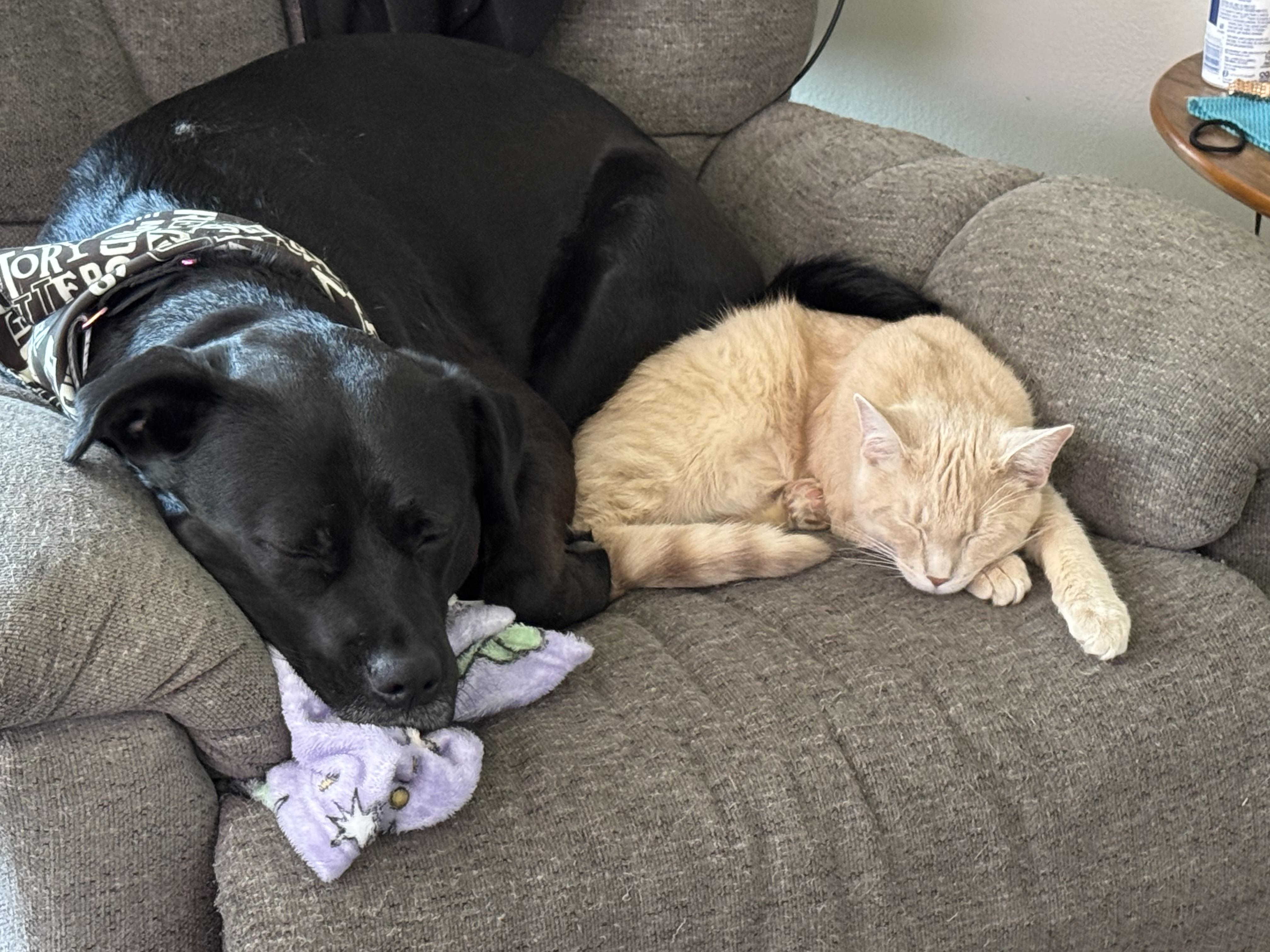 Sasha Maye - COURTESY POST, a ADOPTABLE mixed breed in Sparta, WI image 2/5