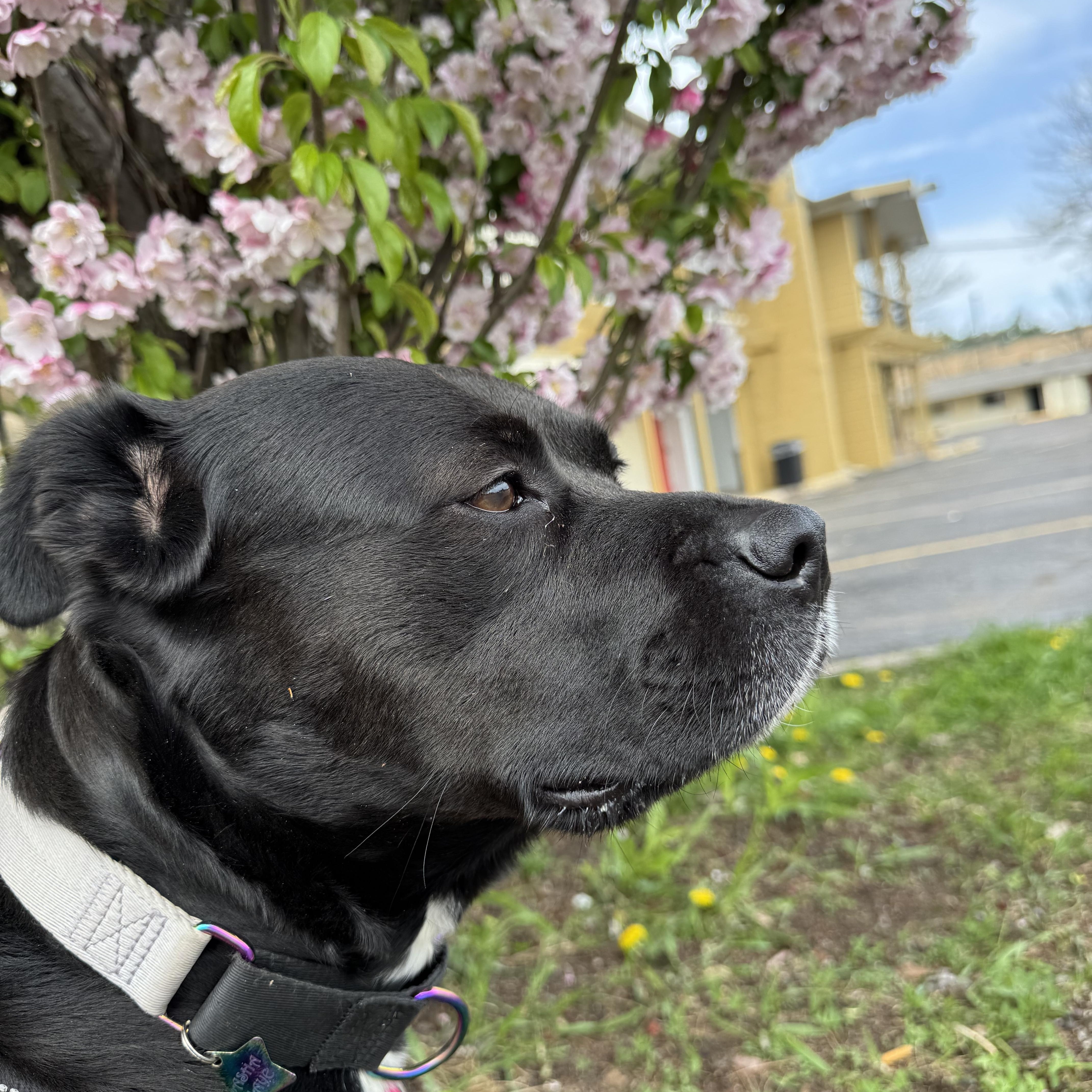 Sasha Maye - COURTESY POST, a ADOPTABLE mixed breed in Sparta, WI image 1/5