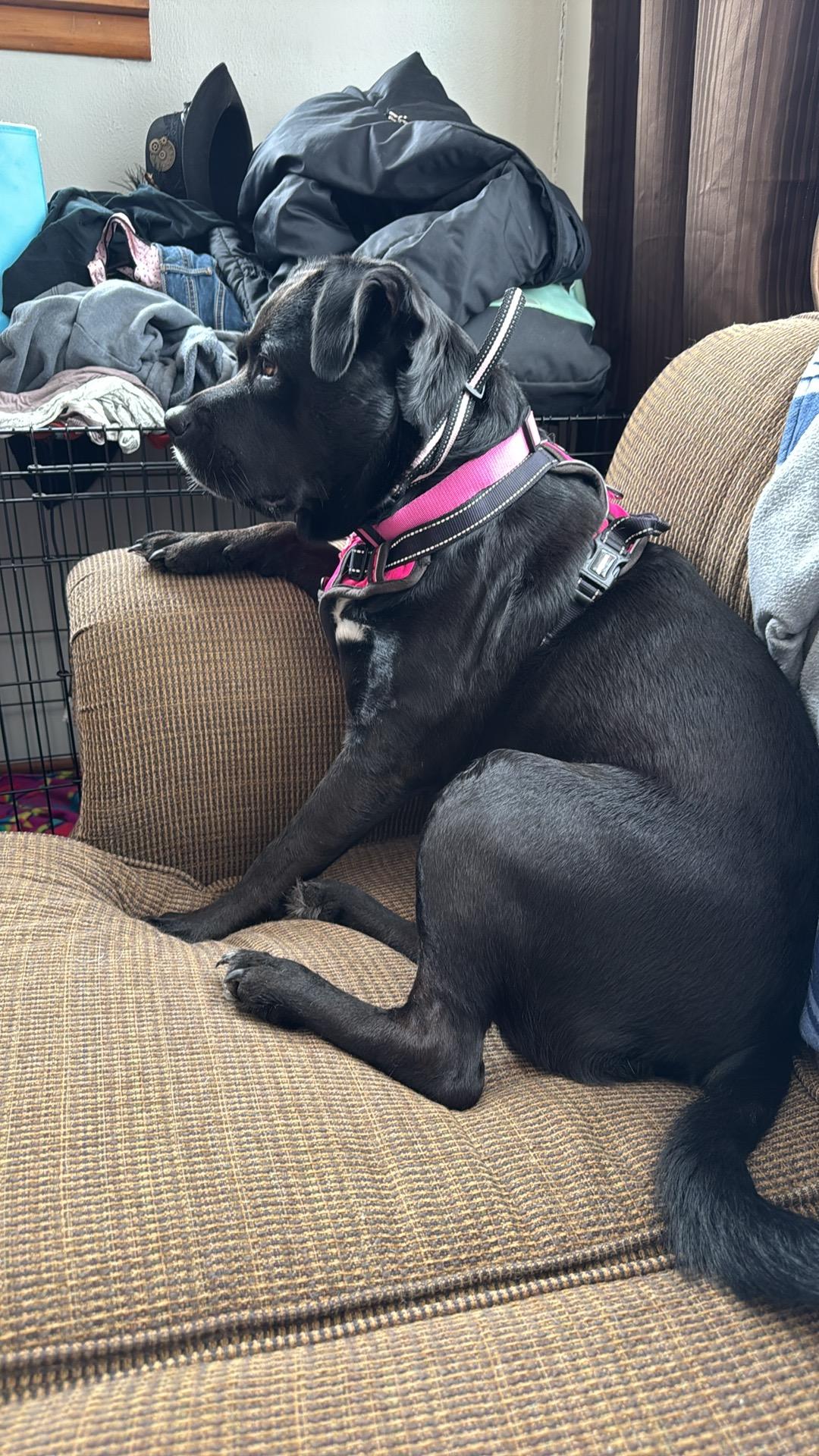 Sasha Maye - COURTESY POST, a ADOPTABLE mixed breed in Sparta, WI image 3/5