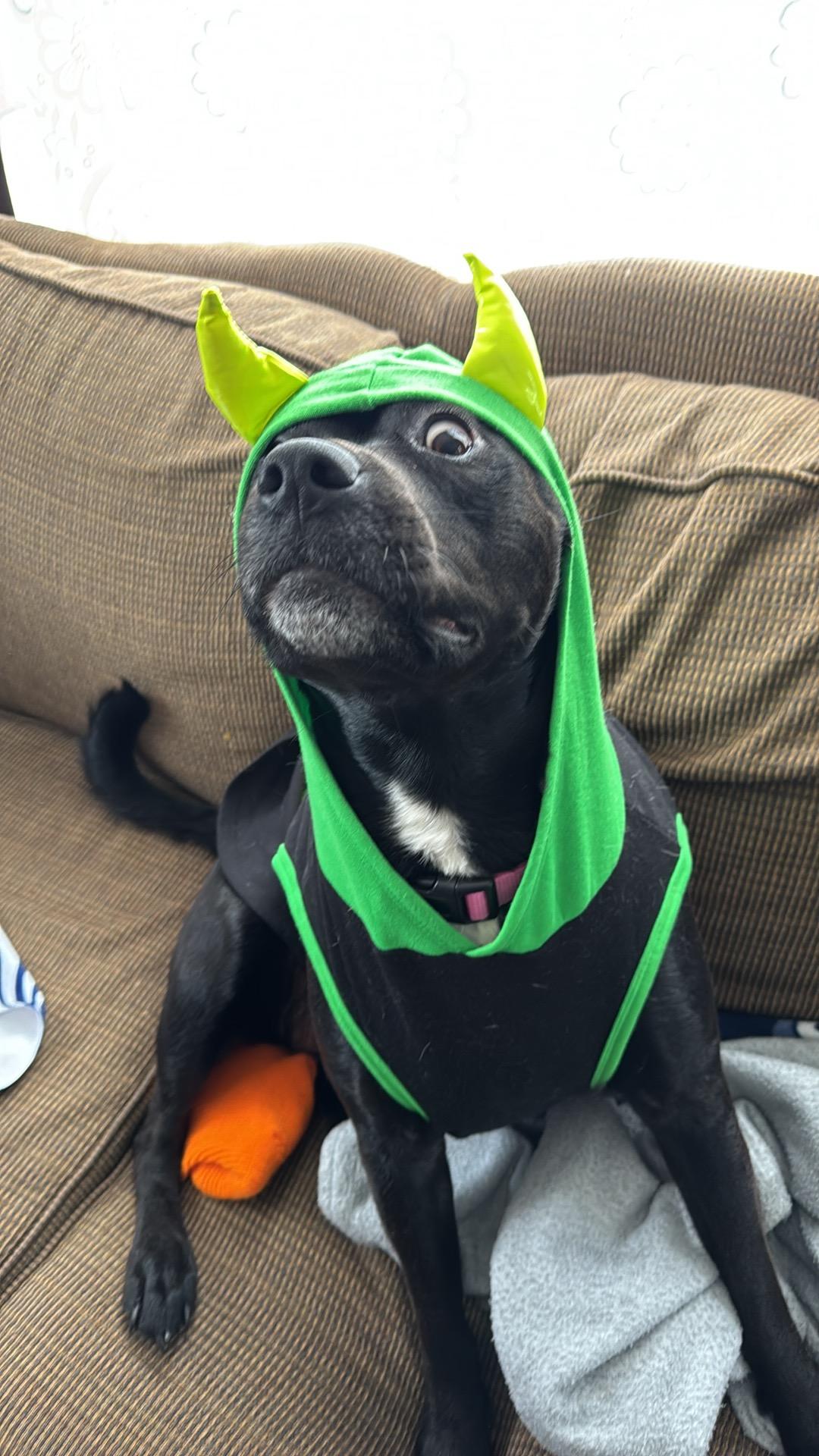 Sasha Maye - COURTESY POST, a ADOPTABLE mixed breed in Sparta, WI image 4/5