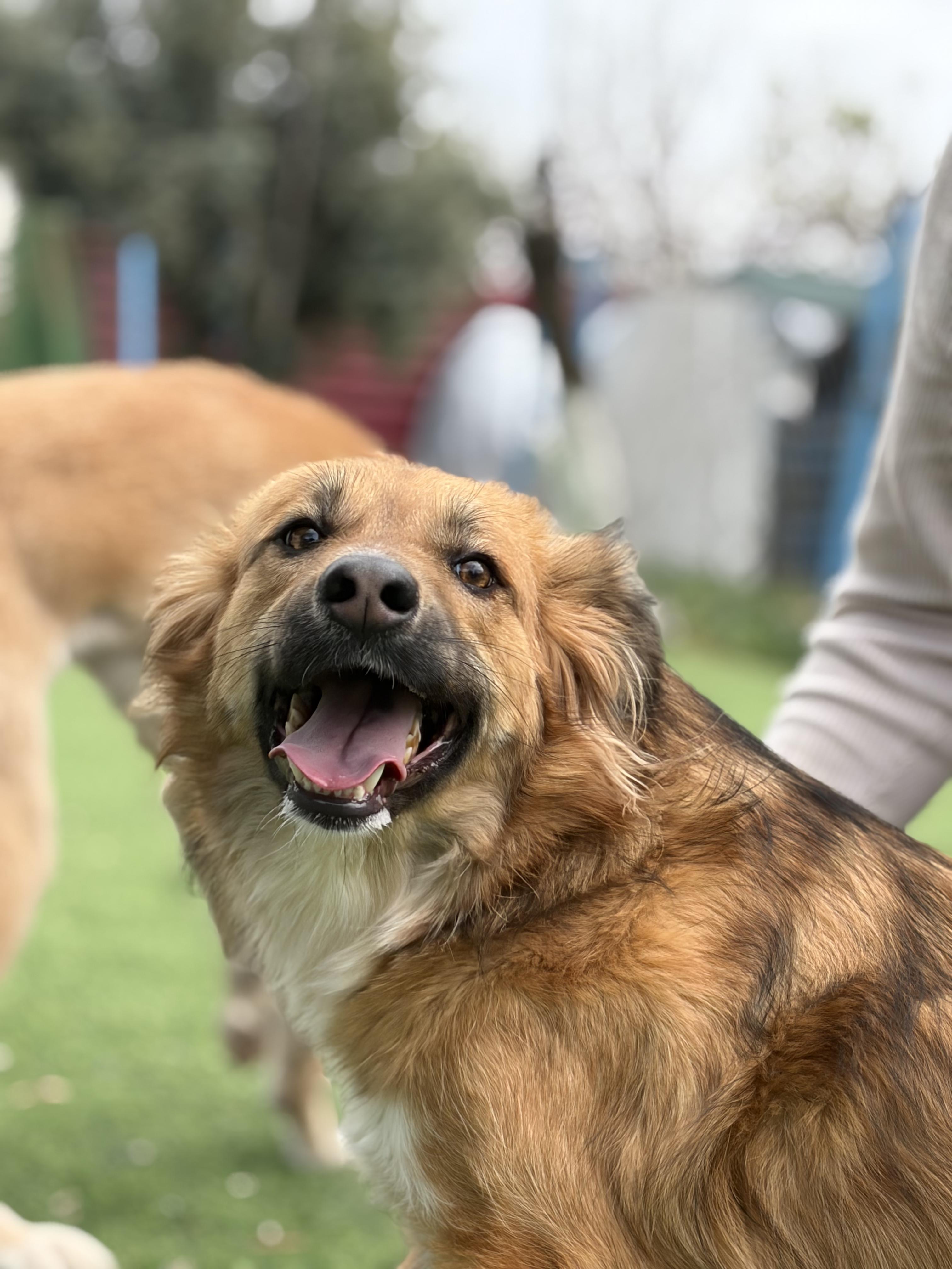 Enlarge Hiba, the Special Gift, a Adoptable mixed breed in Somerset, NJ image 2/6