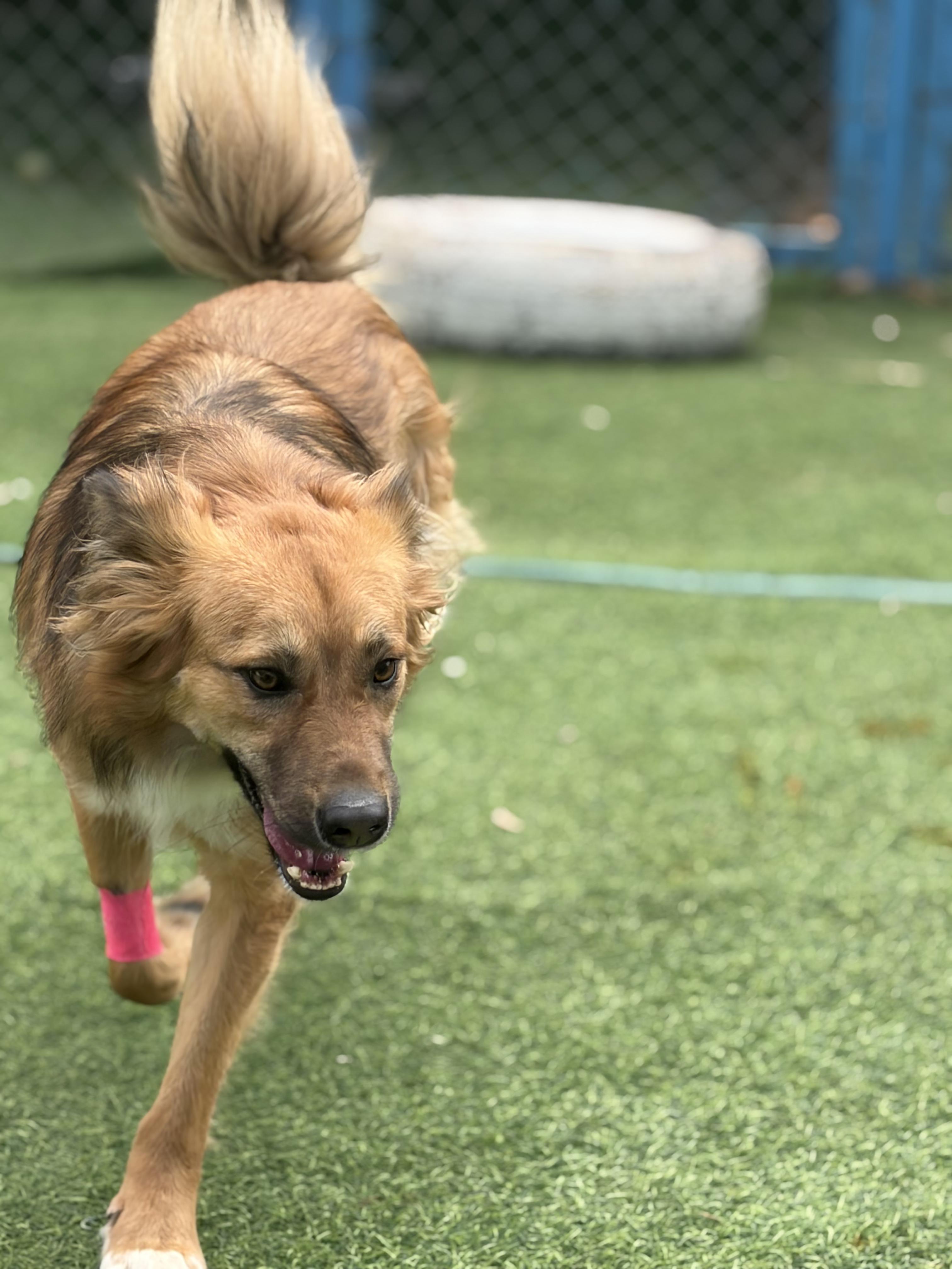 Enlarge Hiba, the Special Gift, a Adoptable mixed breed in Somerset, NJ image 5/6