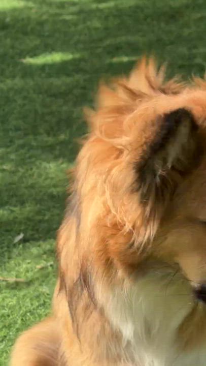 Enlarge Hiba, the Special Gift, a Adoptable mixed breed in Somerset, NJ video 6/6