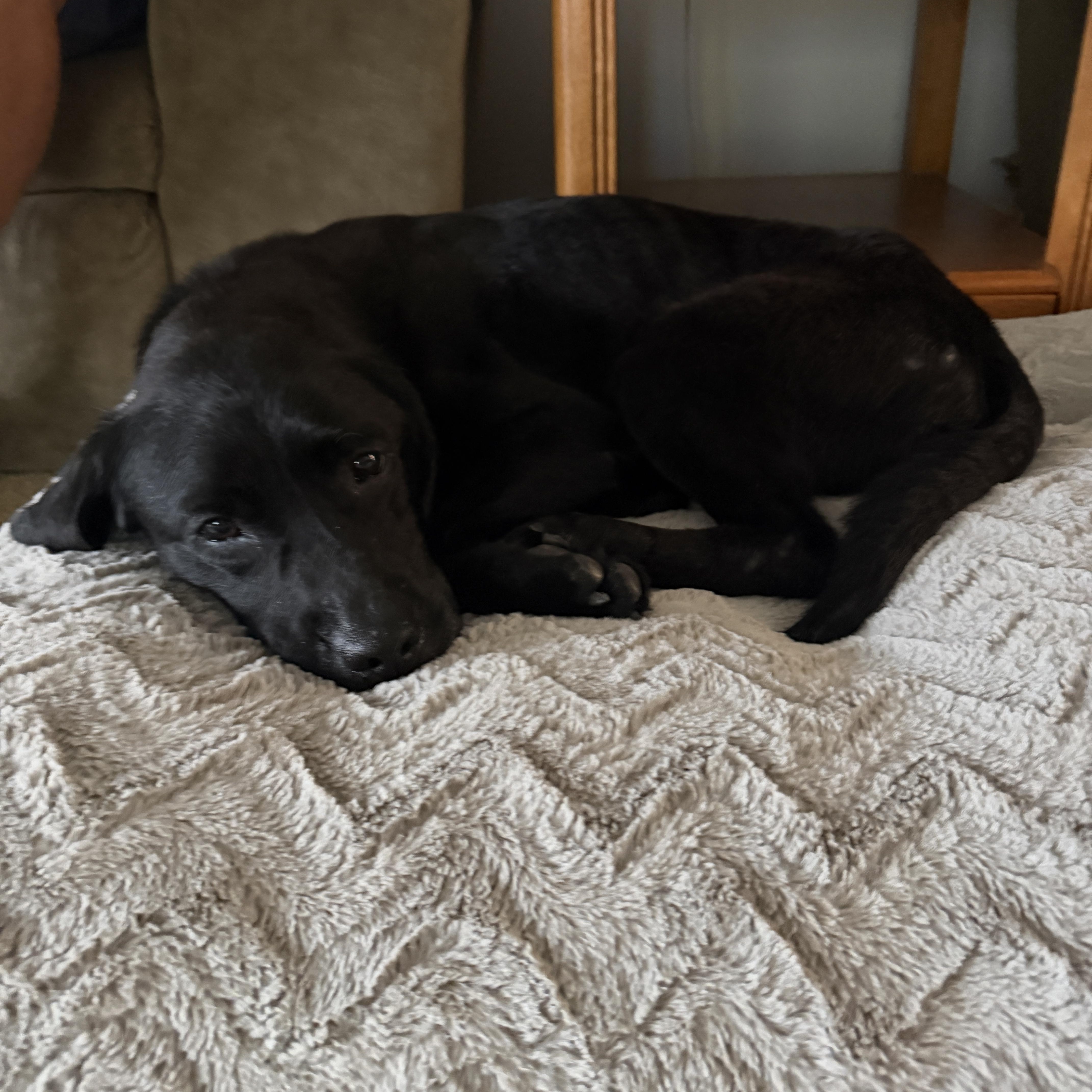 Molly, a ADOPTABLE Labrador Retriever in Warrington, PA image 4/5