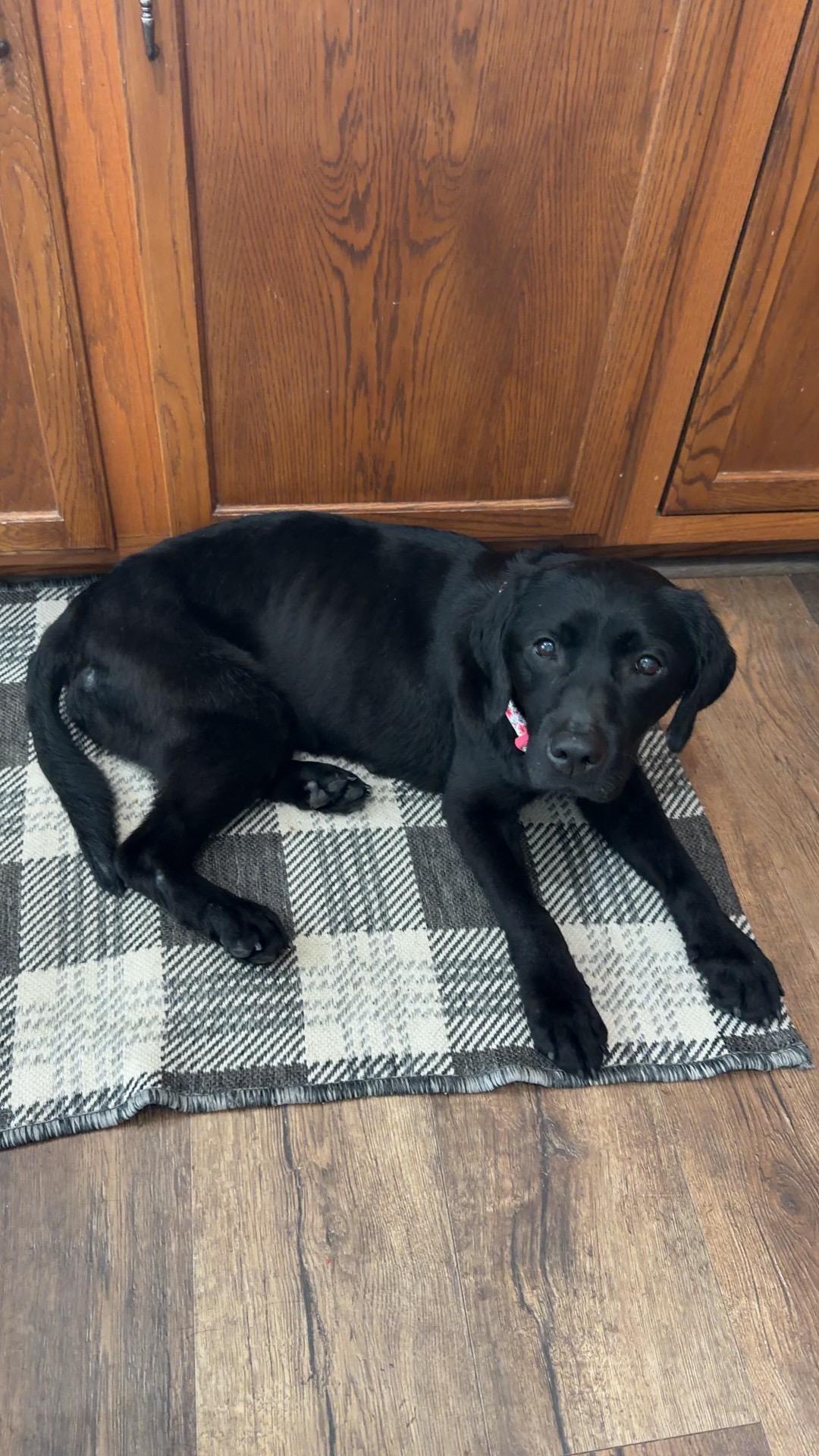 Molly, a ADOPTABLE Labrador Retriever in Warrington, PA image 3/5