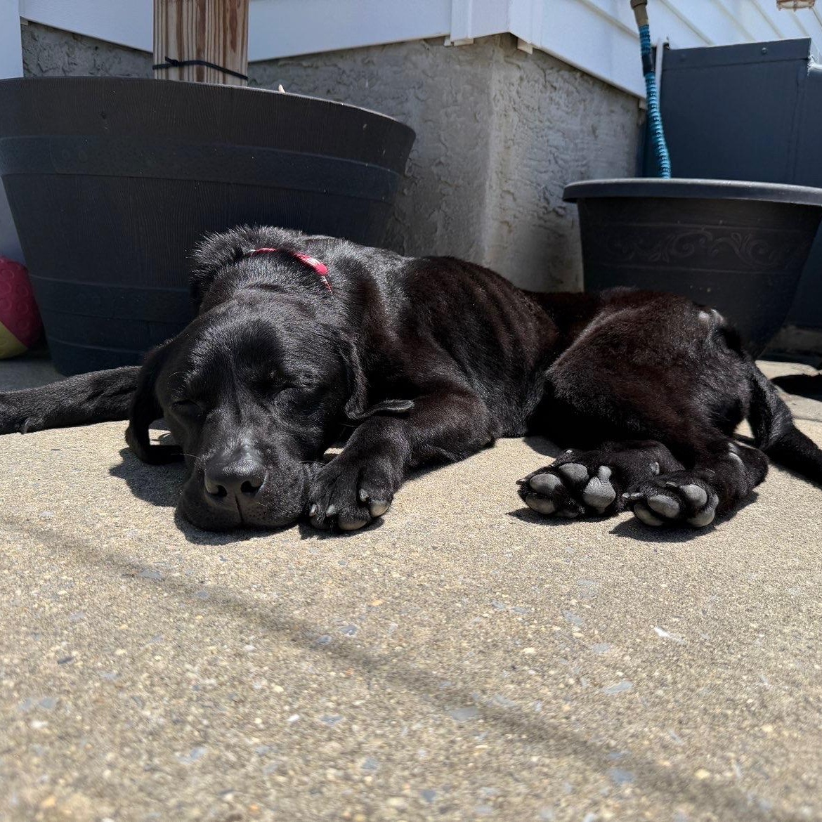 Molly, a ADOPTABLE Labrador Retriever in Warrington, PA image 5/5