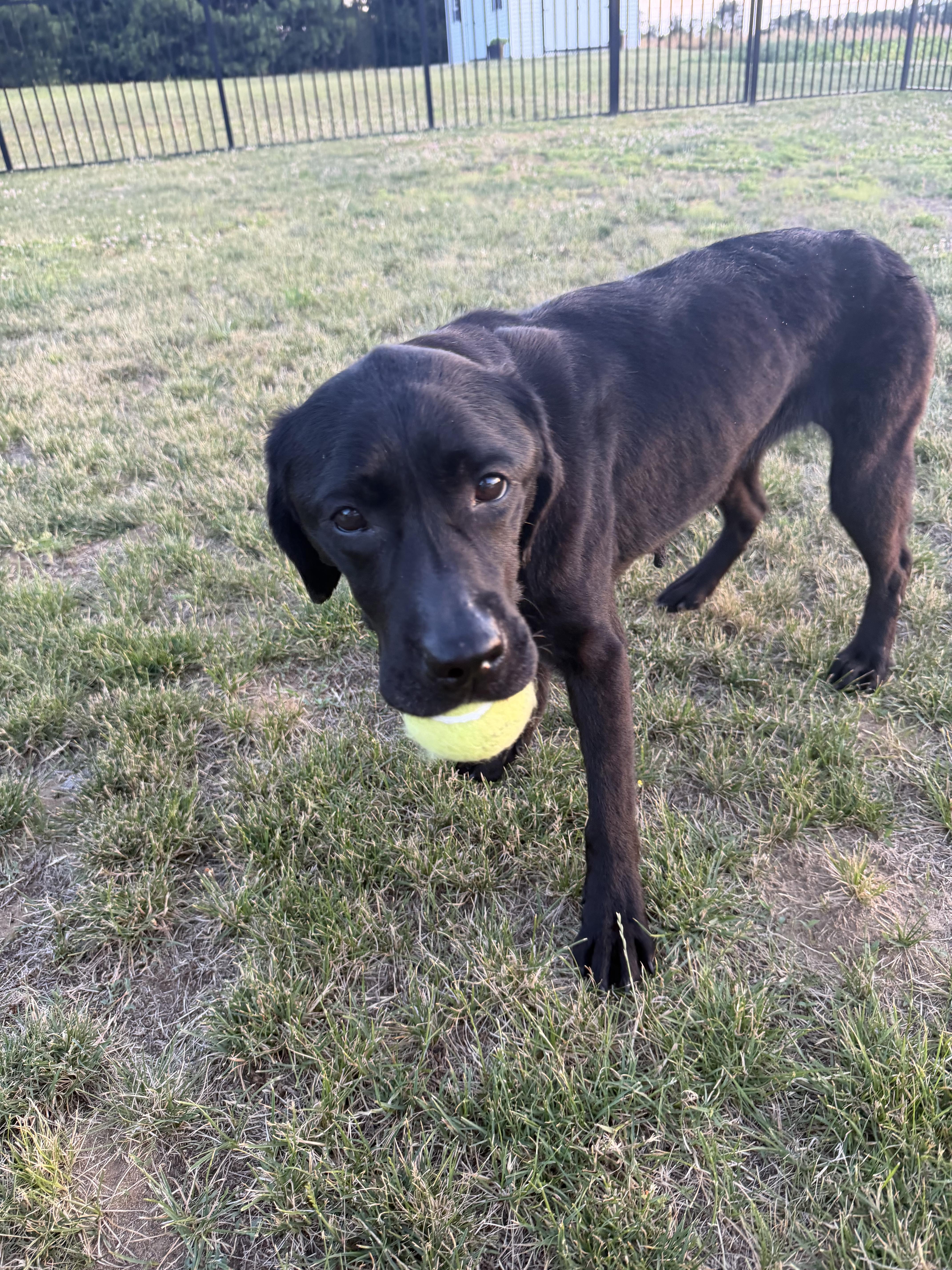 Molly, a ADOPTABLE Labrador Retriever in Warrington, PA image 1/5