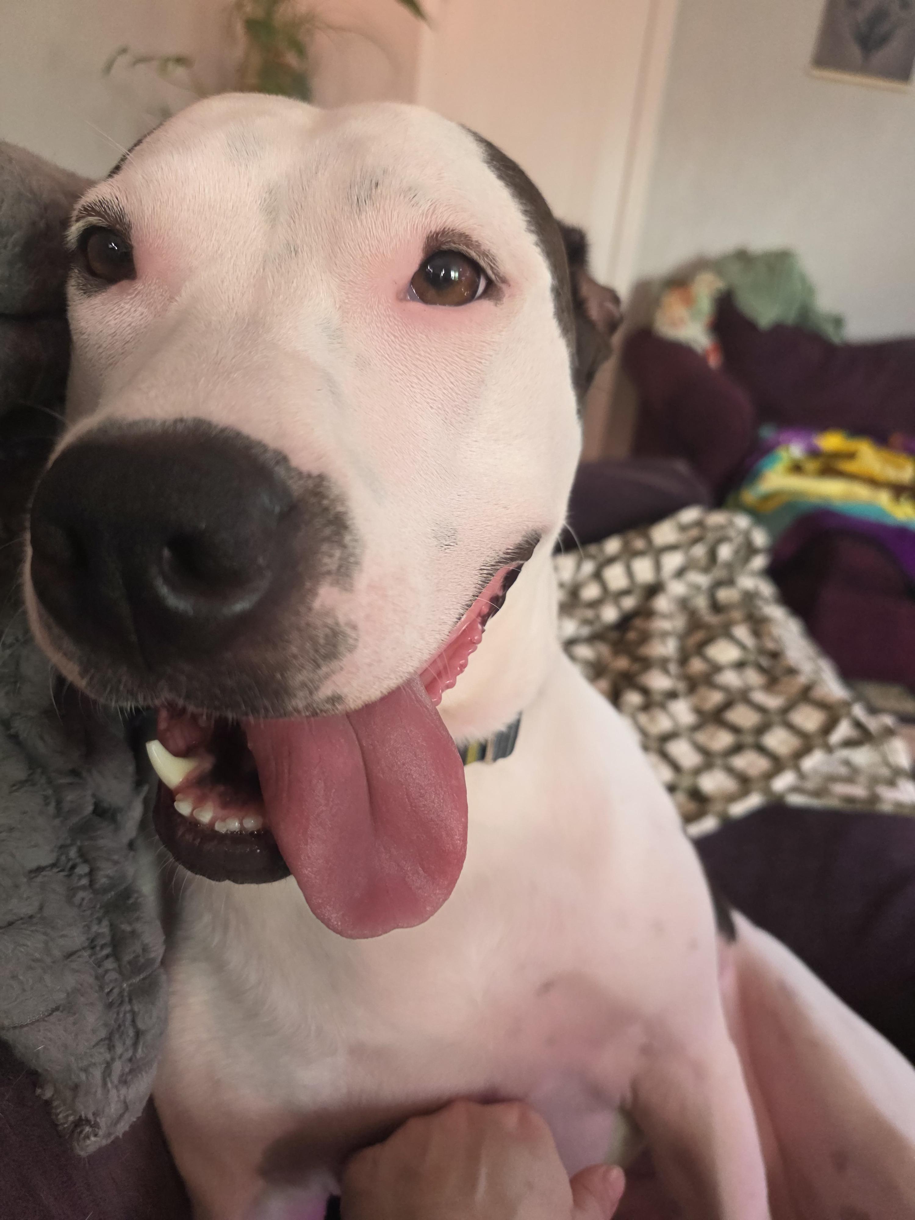 Chase, Adoptable, Young Female American Bulldog.
