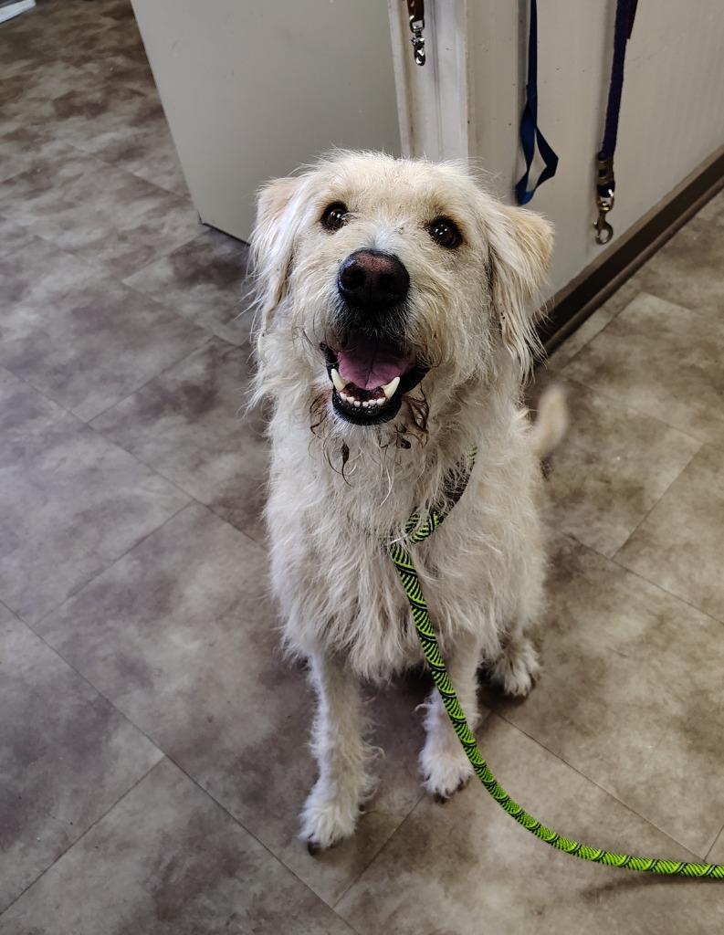 Enlarge Einstein, a Adoptable mixed breed in Springfield, OH image 1/1