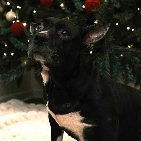 Hershey Kiss thumbnail 2