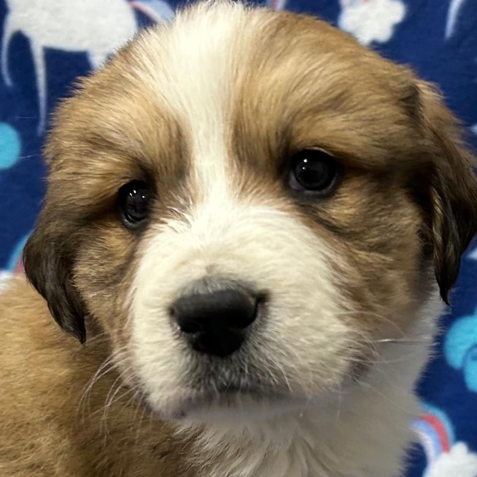 Enlarge Amber, an adopted mixed breed in Bartonsville, PA image 3/5