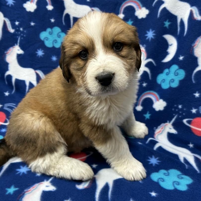 Enlarge Amber, an adopted mixed breed in Bartonsville, PA image 2/5