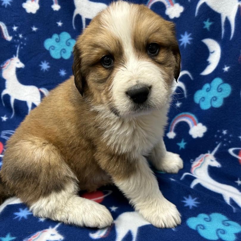 Amber, adopted, Puppy Female Great Pyrenees & Bernese Mountain Dog.