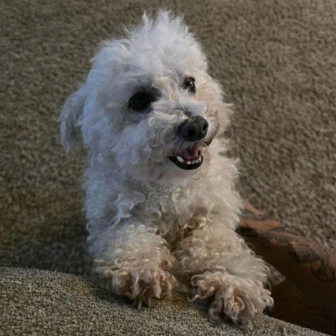 Chelsea, an adopted mixed breed in Tulsa, OK image 1/2
