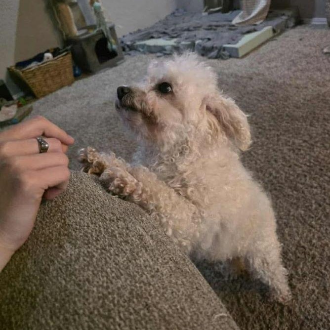 Chelsea, an adopted mixed breed in Tulsa, OK image 2/2