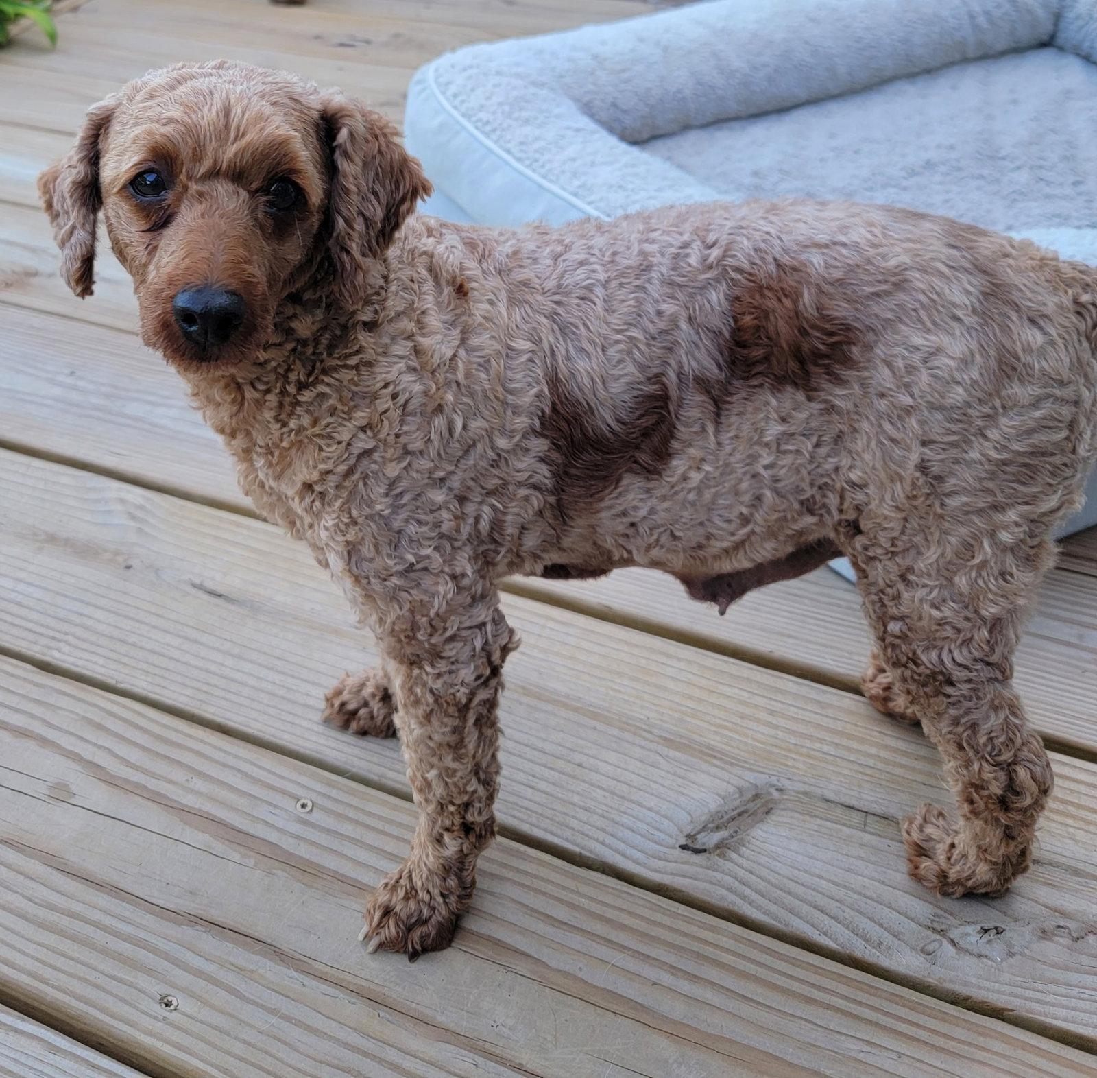 Josie, Adoptable, Adult Female Poodle.