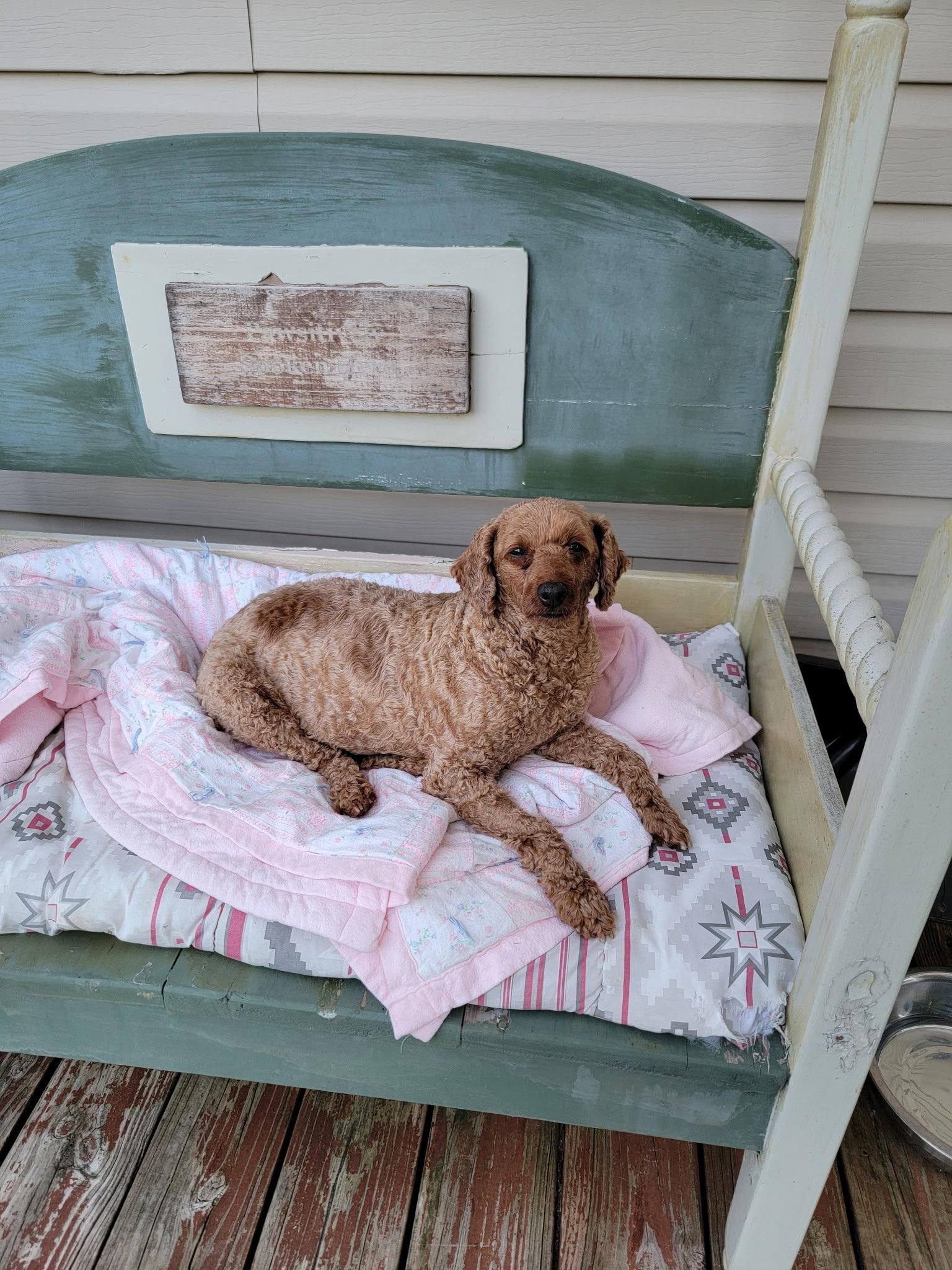 Josie, a Adoptable Poodle in Berwick, PA image 2/3