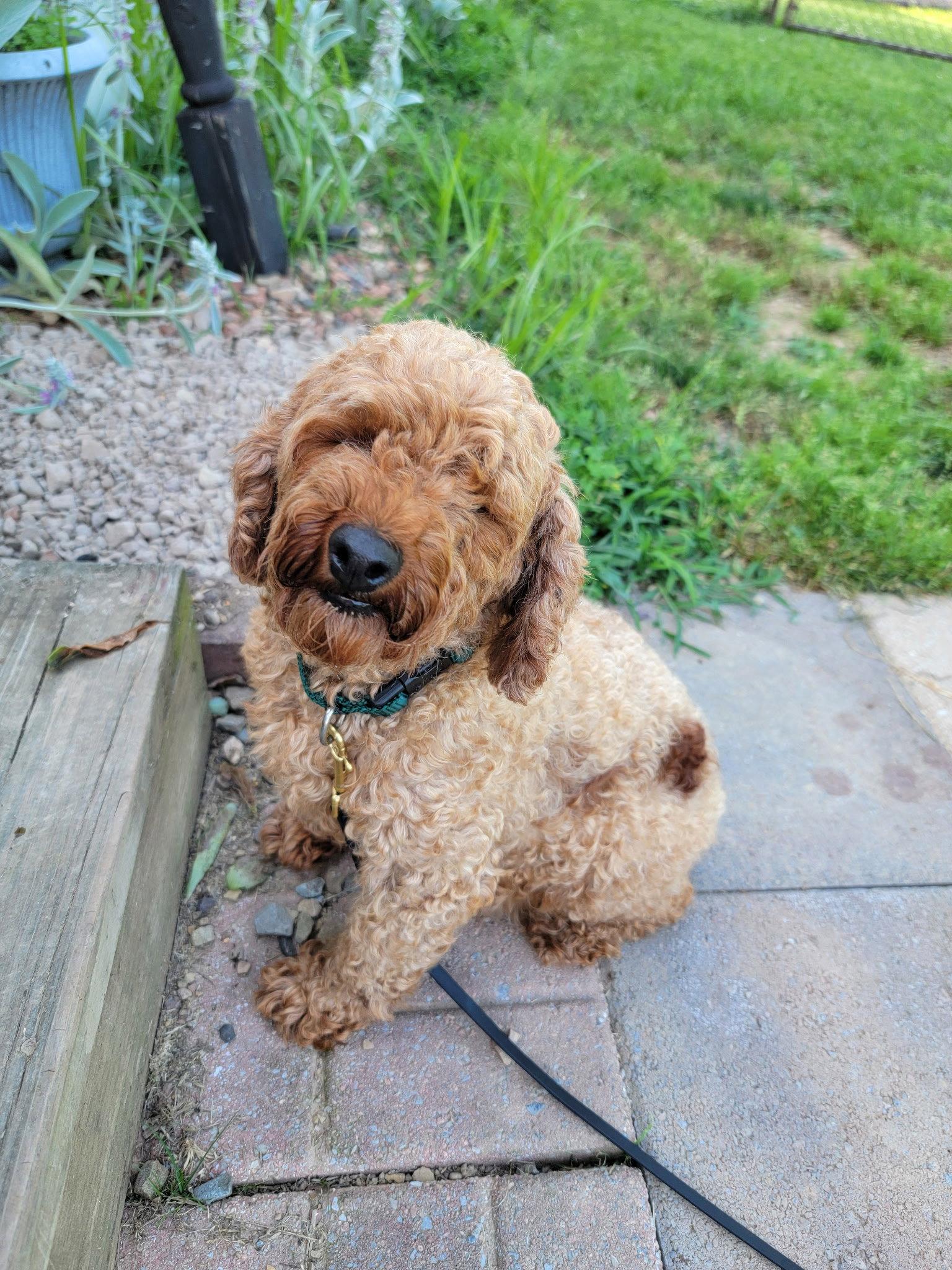 Josie, a Adoptable Poodle in Berwick, PA image 3/3