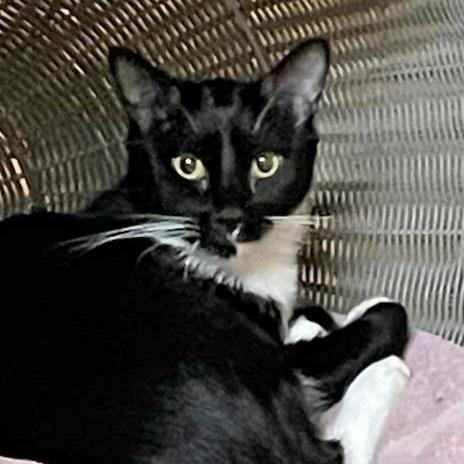 Geneva — thumbnail 4