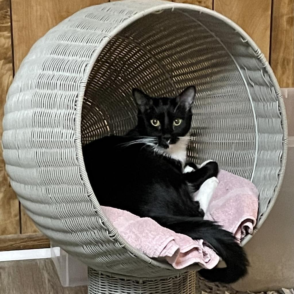 Geneva — thumbnail 5