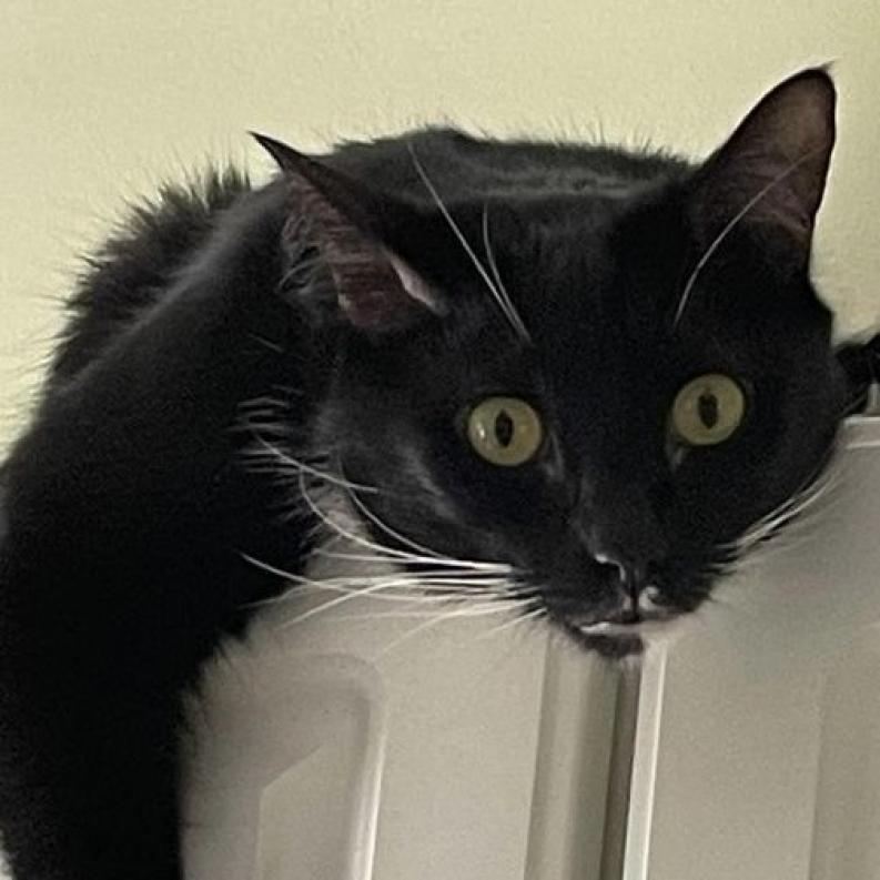 Geneva — thumbnail 6