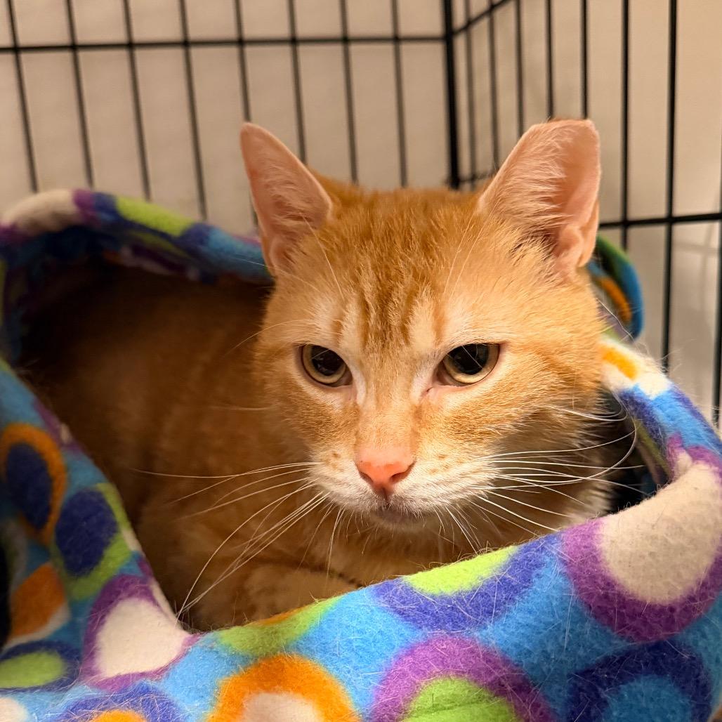 Everett, Adoptable, Adult Male Domestic Short Hair.