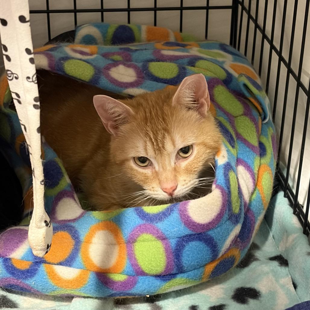 Everett, a Adoptable Domestic Short Hair in Mount Laurel, NJ image 2/4