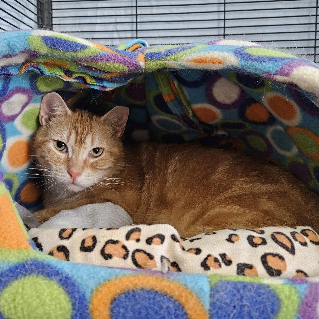 Everett, a Adoptable Domestic Short Hair in Mount Laurel, NJ image 3/4
