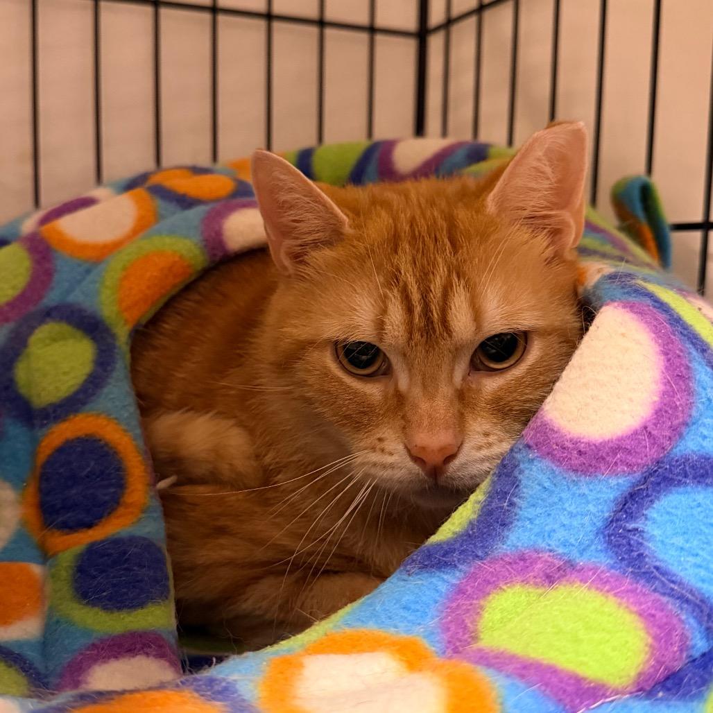 Everett, a Adoptable Domestic Short Hair in Mount Laurel, NJ image 4/4