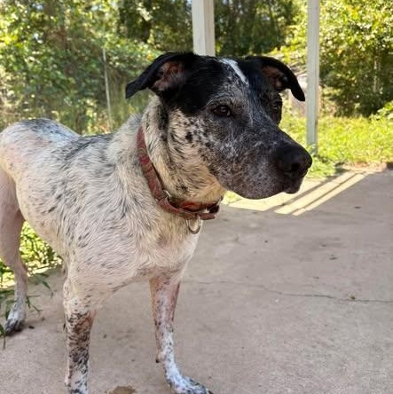 Vada, a ADOPTABLE mixed breed in Defuniak Springs, FL image 2/4