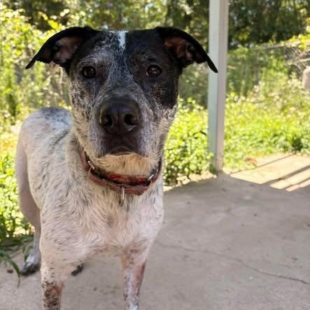 Vada, ADOPTABLE, Adult Female Australian Cattle Dog / Blue Heeler.