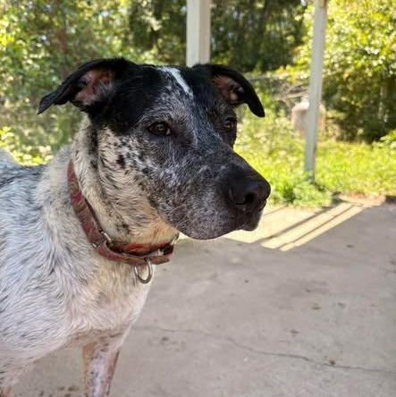 Vada, a ADOPTABLE mixed breed in Defuniak Springs, FL image 3/4