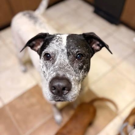 Vada, a ADOPTABLE mixed breed in Defuniak Springs, FL image 4/4