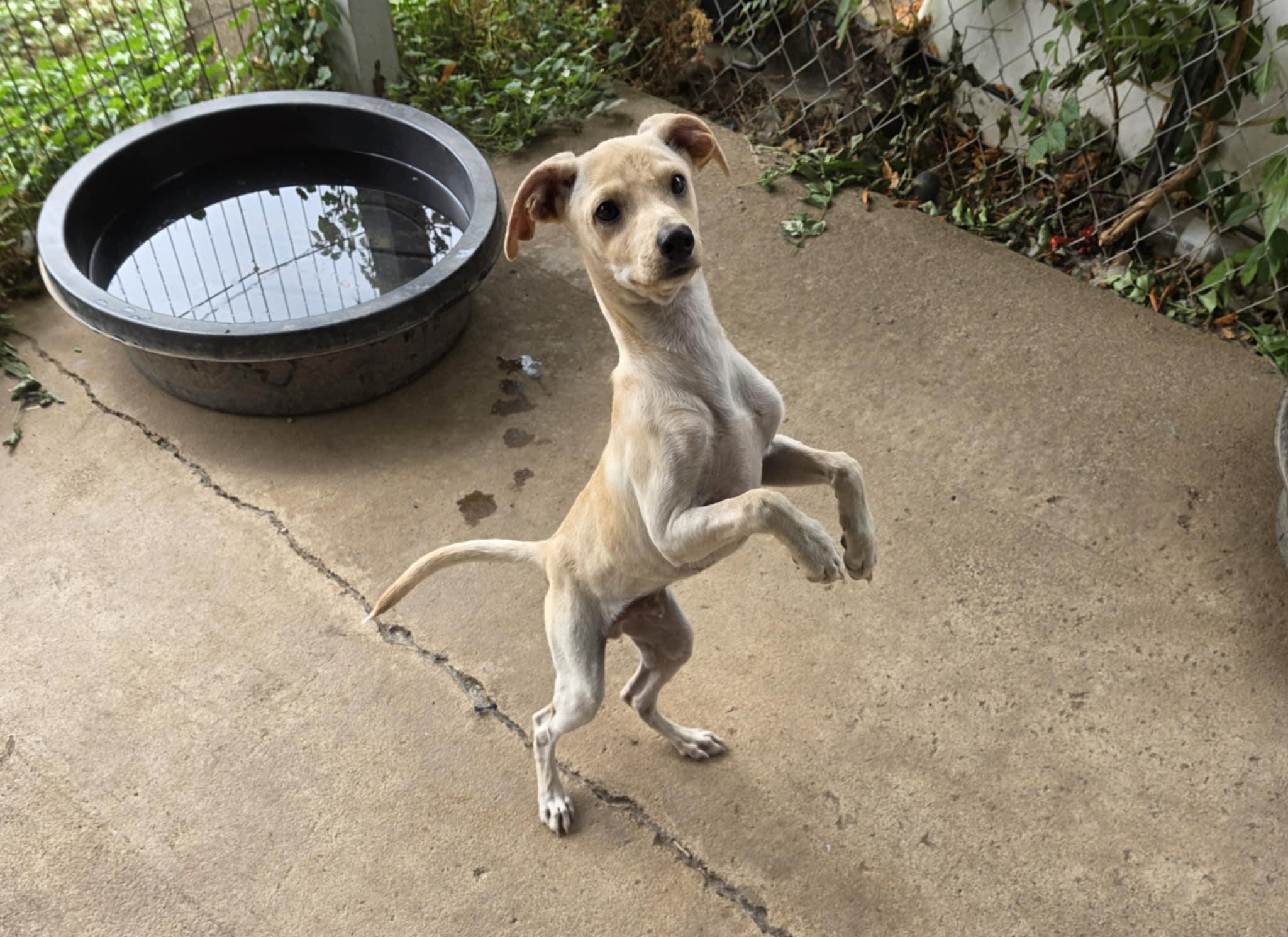 Pip