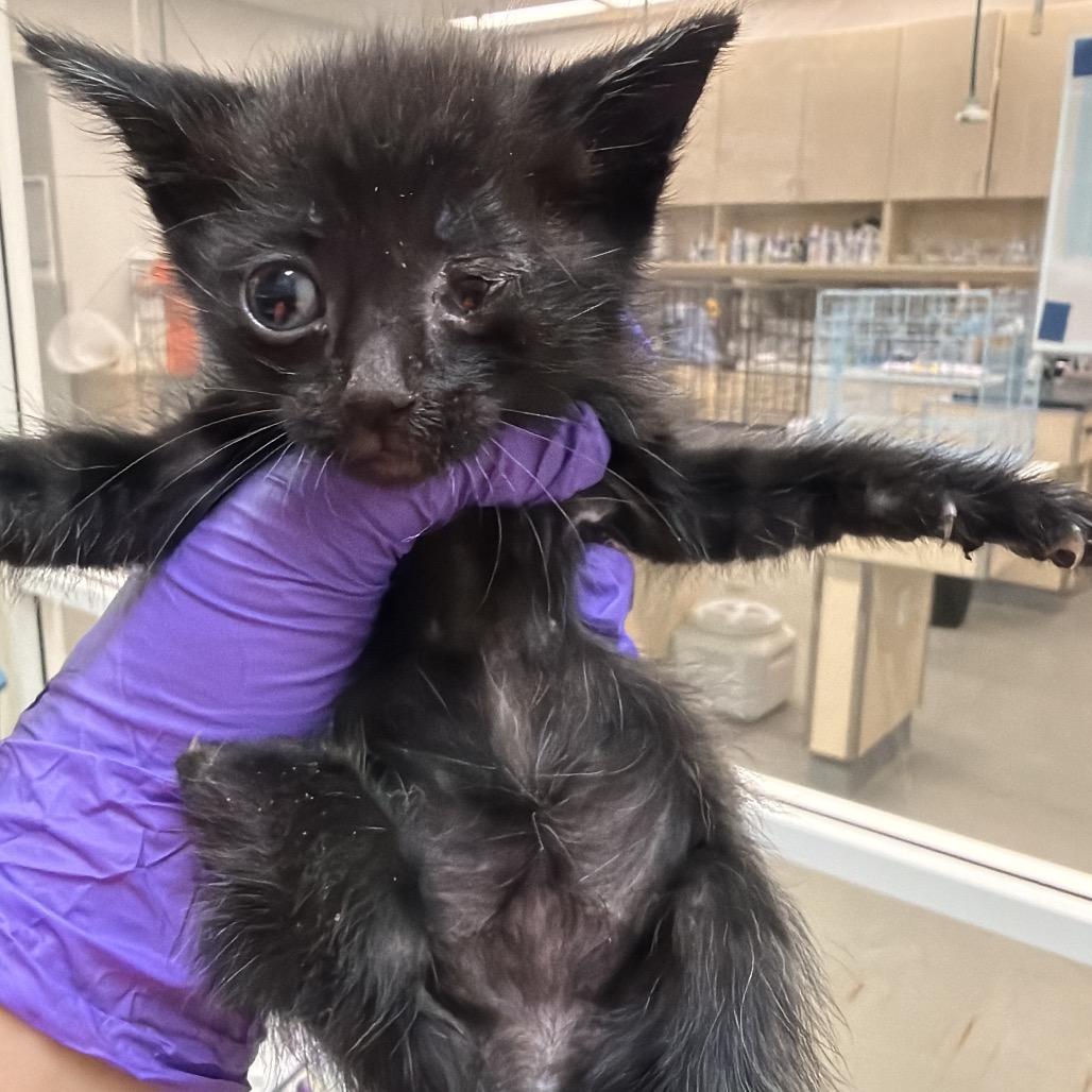 Enlarge Jawa, a Adoptable Domestic Short Hair in Westminster, CA image 1/2