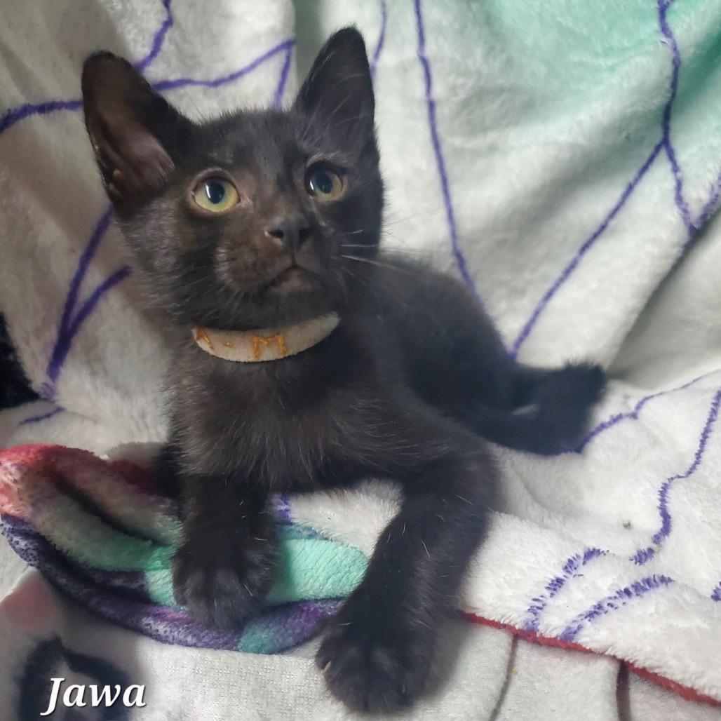 Enlarge Jawa, a Adoptable Domestic Short Hair in Westminster, CA image 2/2