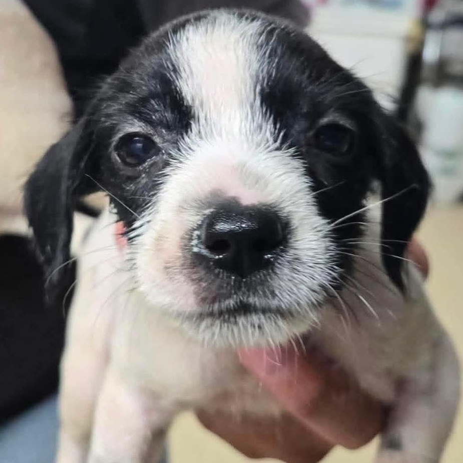 Gelato, an adopted mixed breed in Syracuse, NY image 4/6