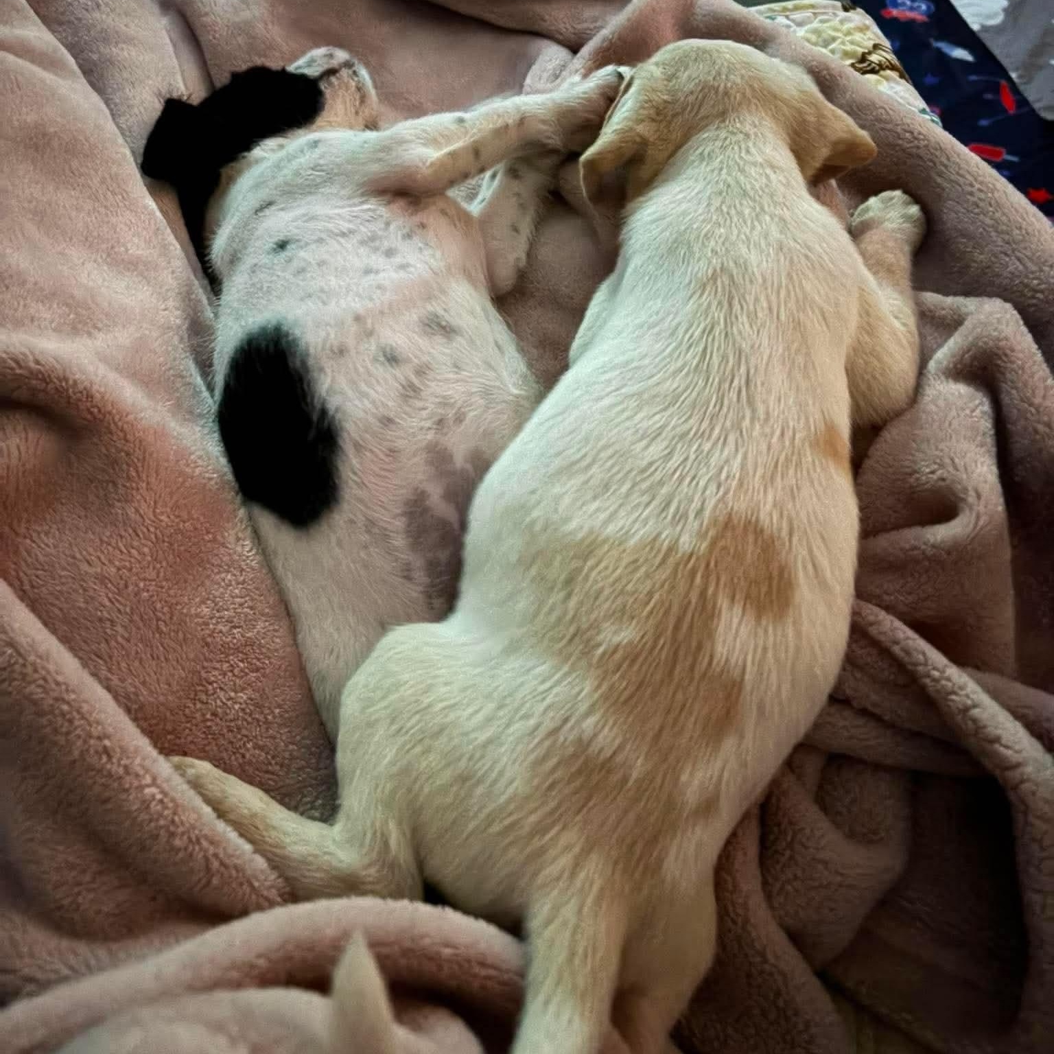 Gelato, an adopted mixed breed in Syracuse, NY image 3/6