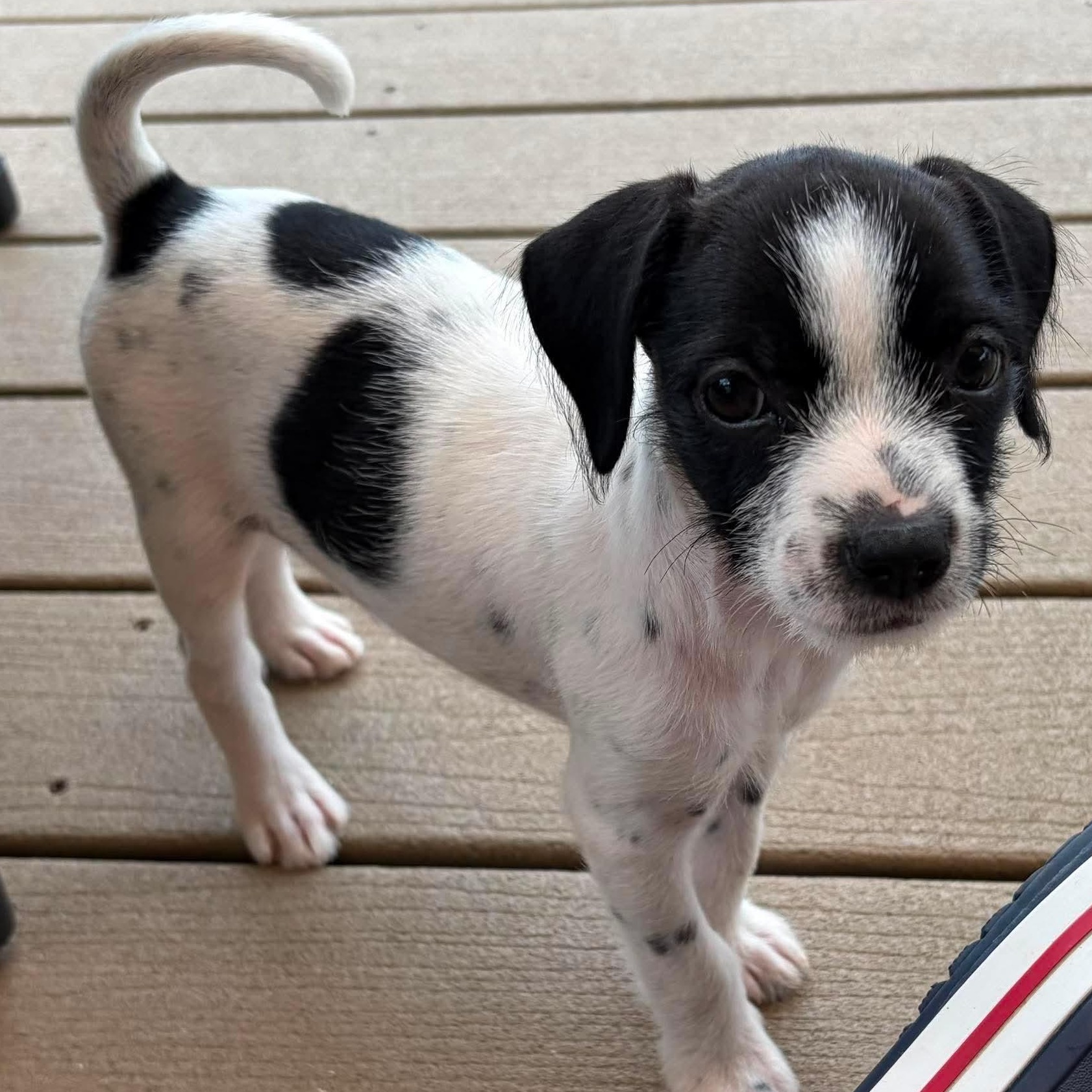 Gelato, an adopted mixed breed in Syracuse, NY image 5/6