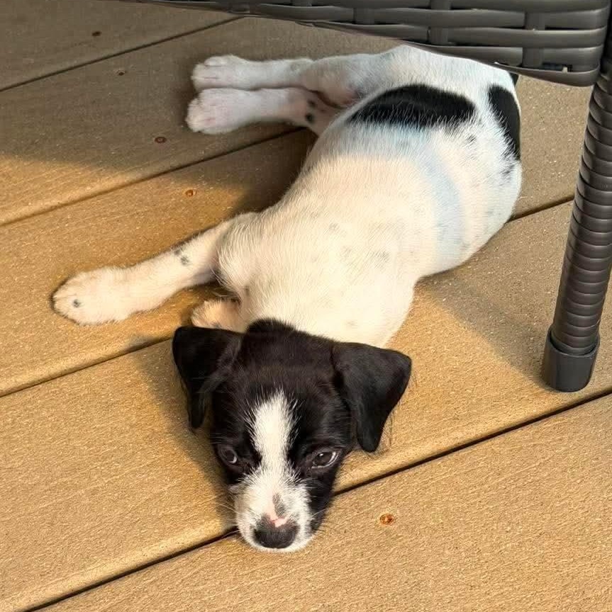 Gelato, an adopted mixed breed in Syracuse, NY image 6/6