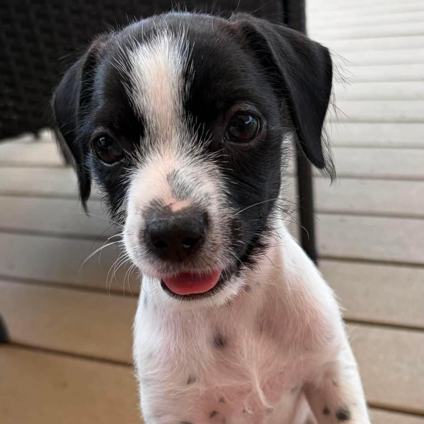 Gelato, an adopted mixed breed in Syracuse, NY image 1/6